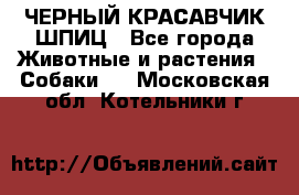 ЧЕРНЫЙ КРАСАВЧИК ШПИЦ - Все города Животные и растения » Собаки   . Московская обл.,Котельники г.